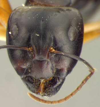 Media type: image; Entomology 22645   Aspect: head frontal view